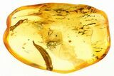 Fossil Fungus Gnat (Sciaridae), Leaf, and Bark in Baltic Amber #288517-1
